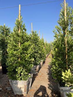 Carolina Cherry Laurel