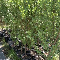 Plum Trees Different Varieties 35$ Each