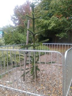 Forest lake monkey puzzle tree