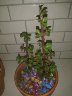 Beautiful succulents