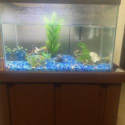Fish Tank / Everything Included