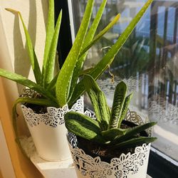 Aloevera And Succulent With Pots