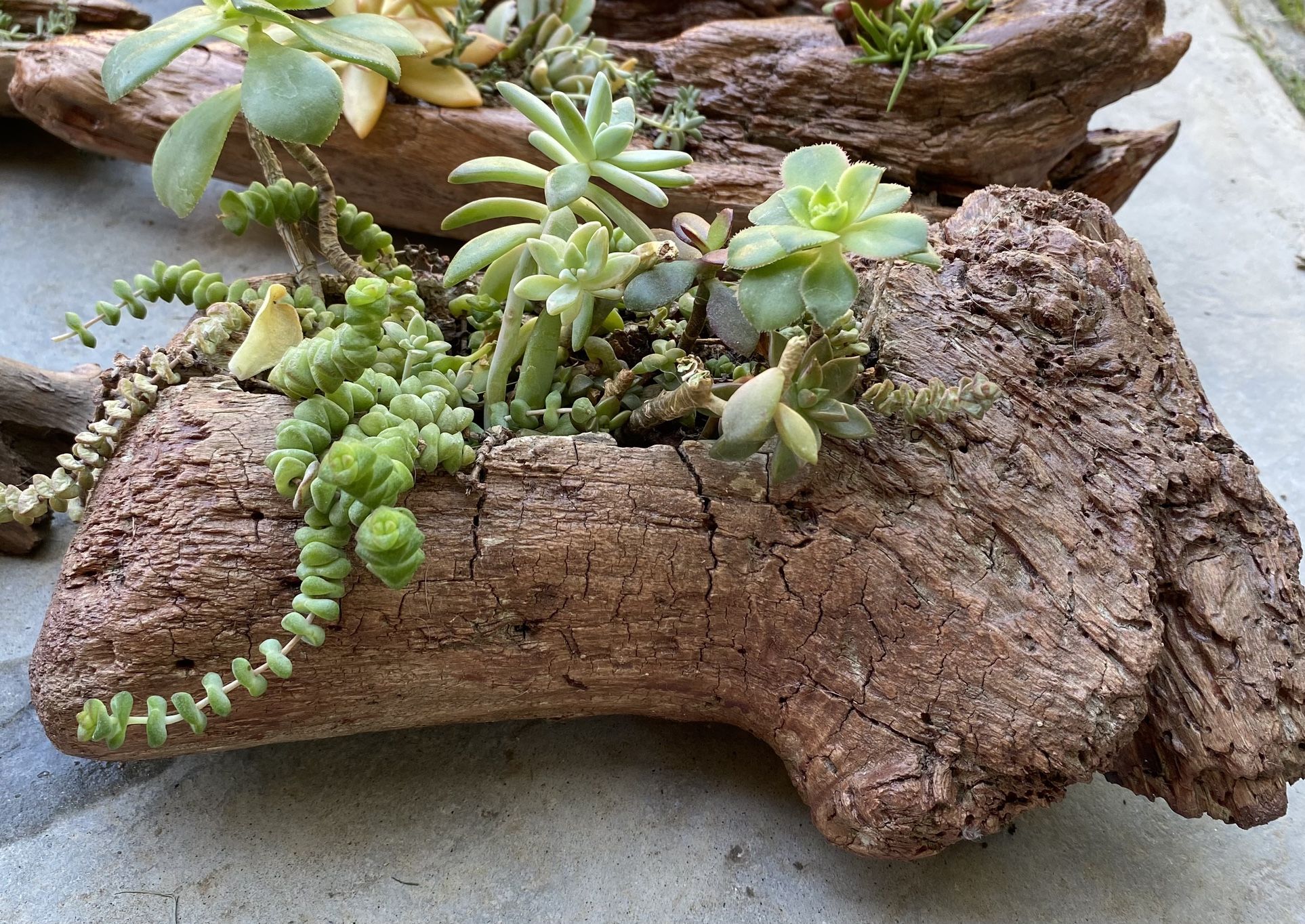 Succulents Plants In Real Driftwood Planters
