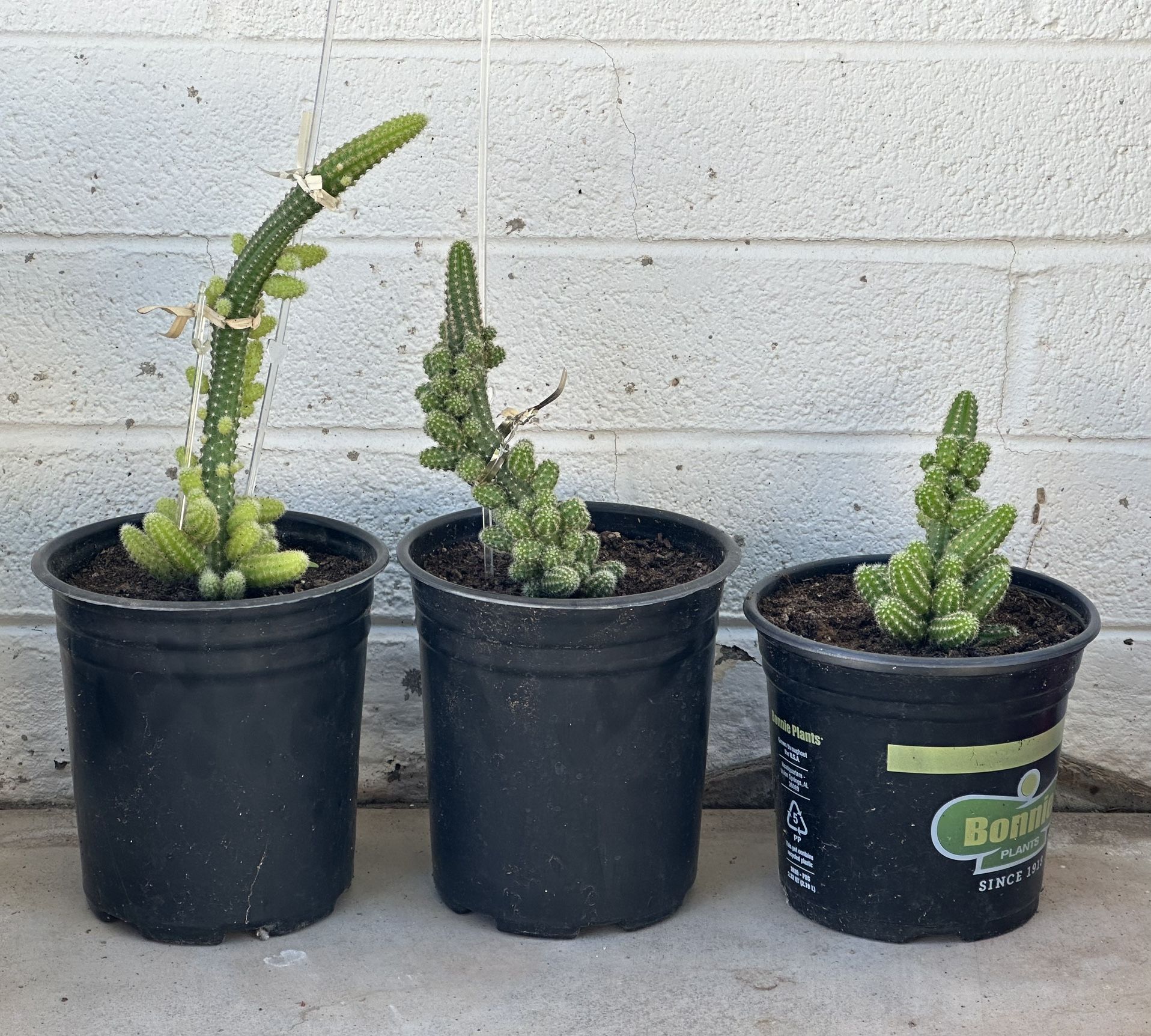 Rare Echinopsis chamaecereus or Peanut cactus cacti Plant