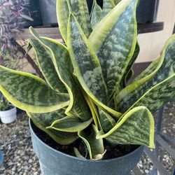 Snake Plant