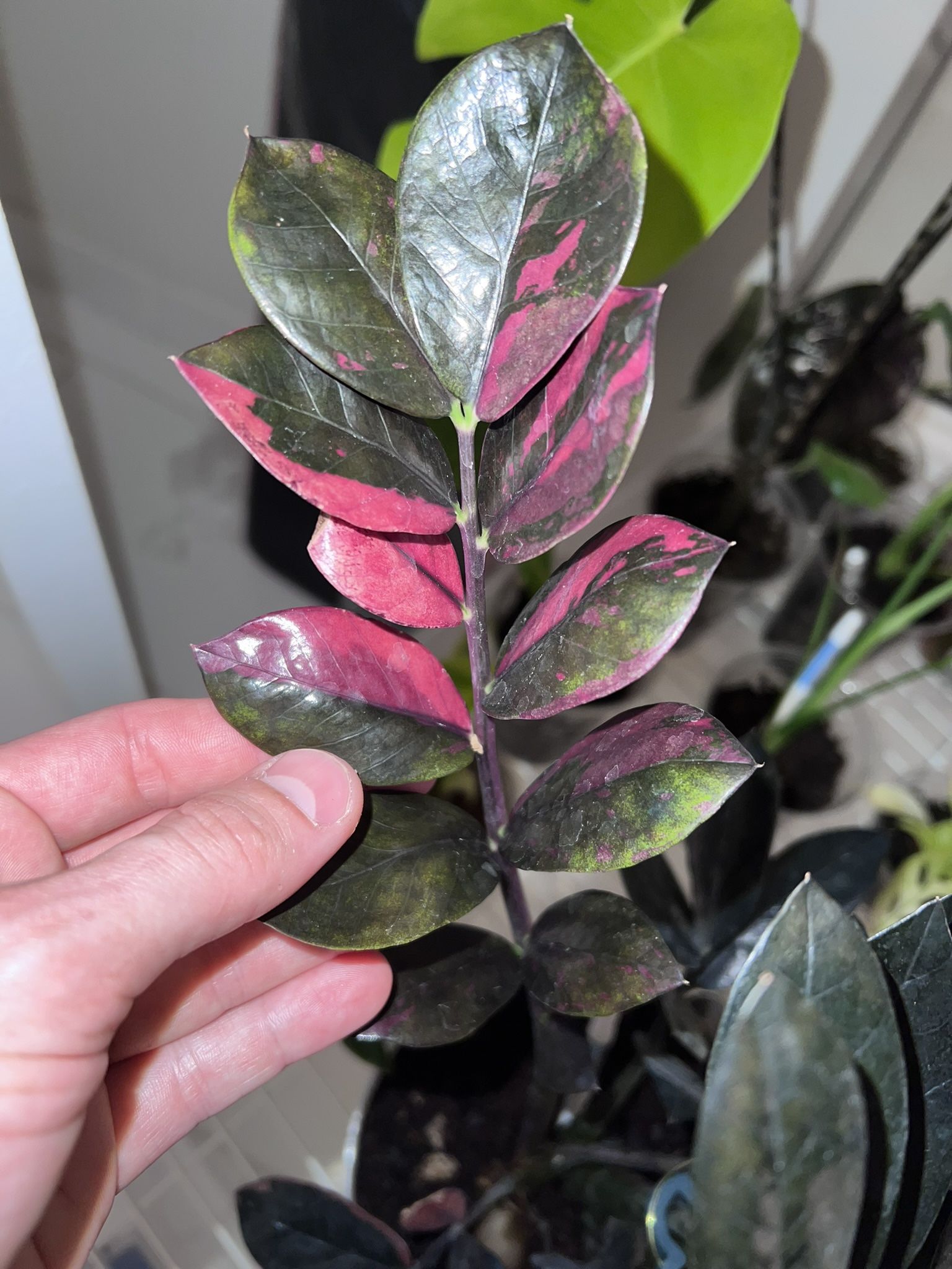 Variegated Raven ZZ