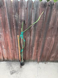 Dragón fruit plant-Sugar Dragon around 5ft