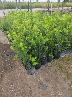 podocarpus Instant Privacy Hedge For Fence Green Full Ready