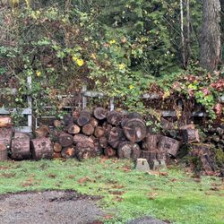 Free Duglas Fir- Firewood in Stumps 