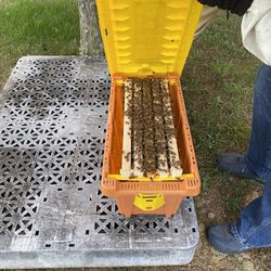 Bee Hive 5frame Nuc For Sale
