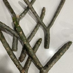 Double Stem plumeria 