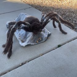 Spirit Halloween Jumping Spider 