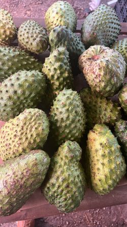 Guanabana En Fruta Y Planta