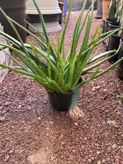 Aloe Vera or Sabila