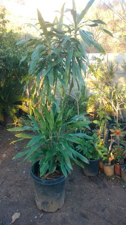 Planta de Sol y sombra es de 15 galones yde 6 pies de alta
