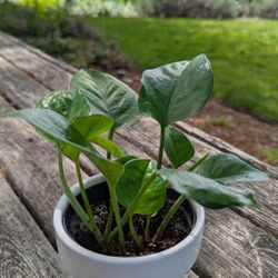 Pothos Plant In Little Ceramic Pot
