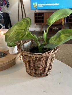 Small woven plant basket