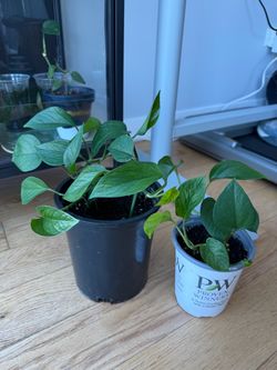 Jessenia Pothos