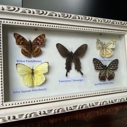 Real Butterflies In The Box  Art