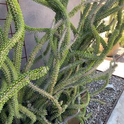 Giant Madagascar Acotillo