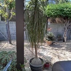 6ft tall Ponytail palm