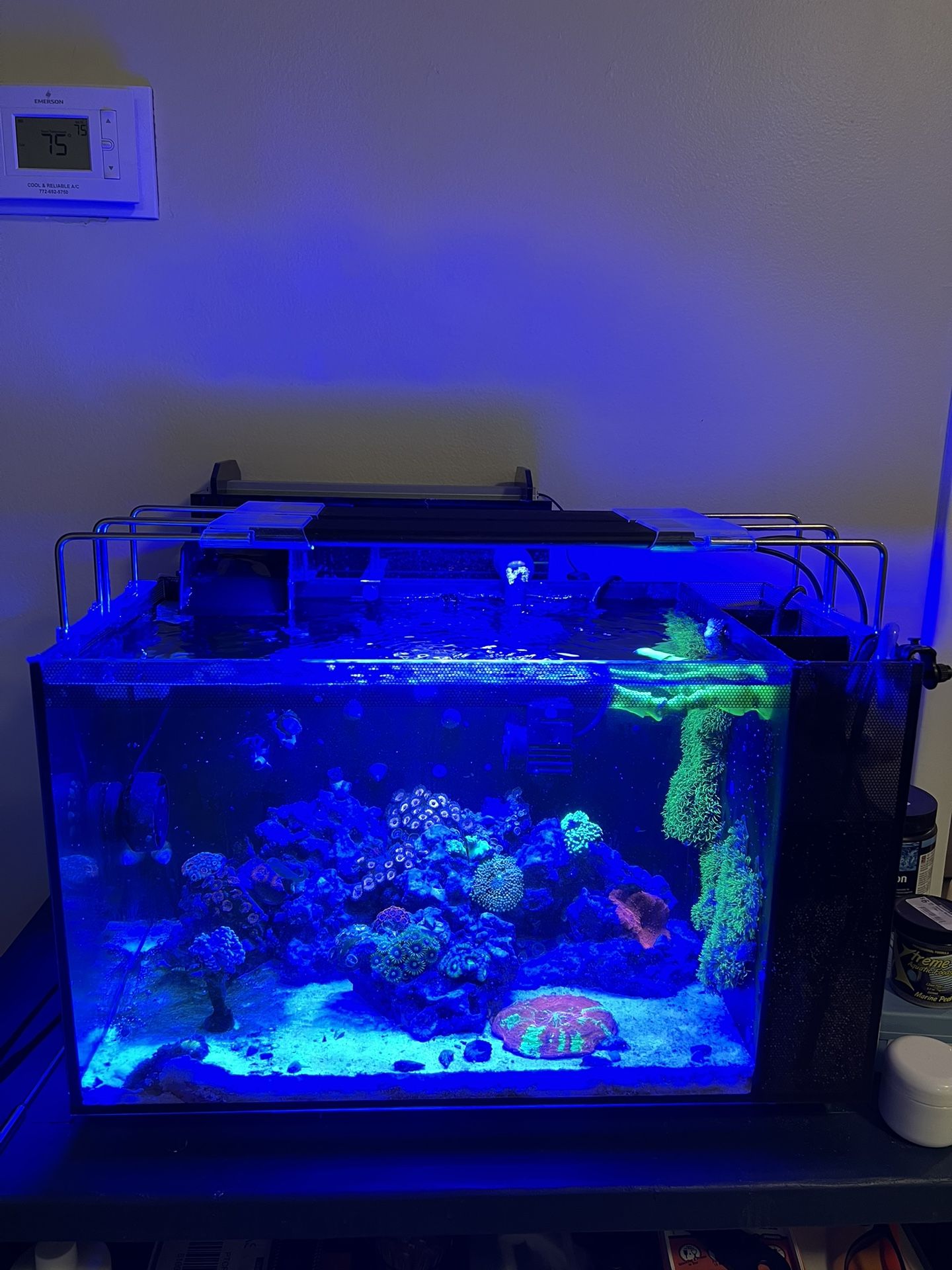 16 Gallon Evo Saltwater Aquarium 