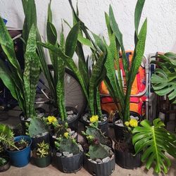 Plants Bundle.  $199 For All. Indoors Plants.  Outdoor Plants.  Cactus.  Succulents 