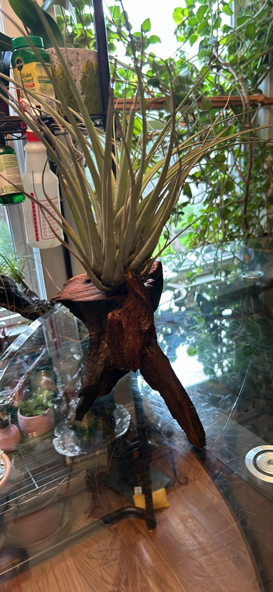 Tillandsia Air Plant With Oak Root Stand
