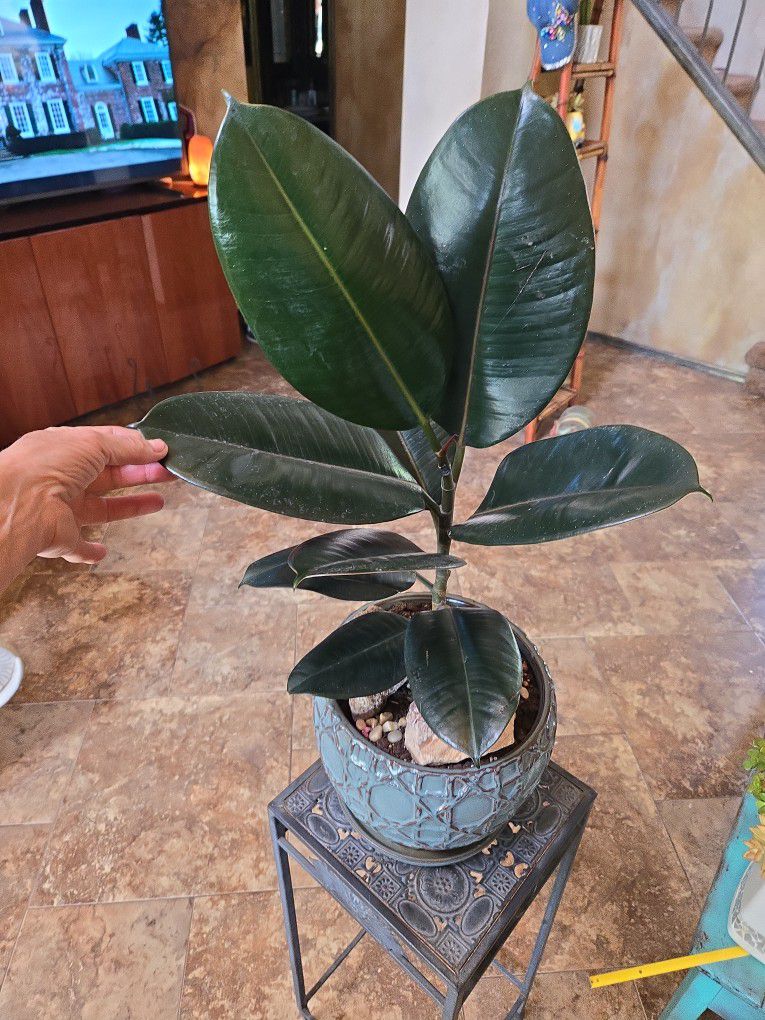 Rubber Tree Plant In 10in Ceramic Pot 