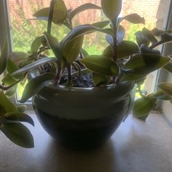 Nice plant for Inside!    