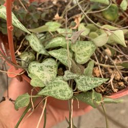 6” String Of Arrows Plant 