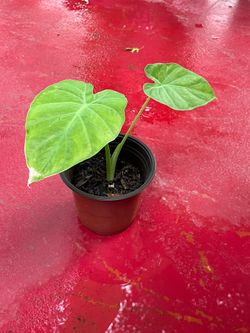 Elephant Ears