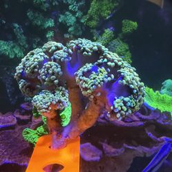Fake Rainbow Hammer Coral