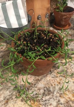 String of bananas with pot