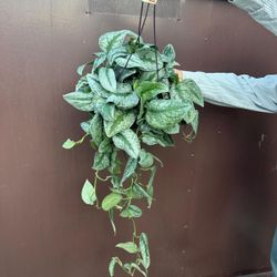 8” scindapsus exotica
