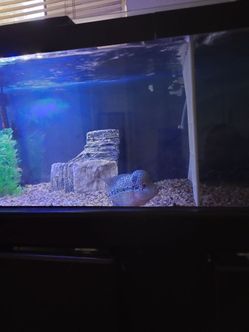 Fish tank