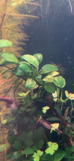 Anubias Pinto