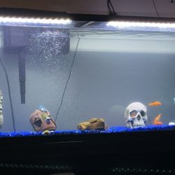 75 Gallon Fish Tank