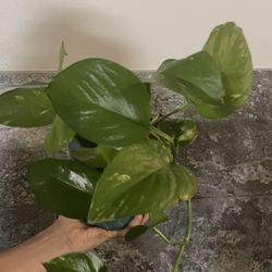 PHOTOS / Telefono Natural Plant With Pot