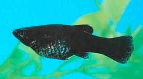 Black molly fish
