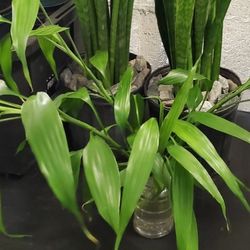 Bamboo Plants 🪴 Cuttings. All For $10