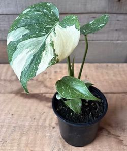 Variegated Monstera
