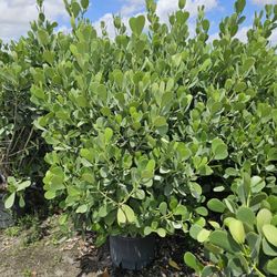 huge clusias over 6 feet tall Instant  privacy Hedge for fence 