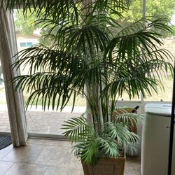 Large Faux Indoor Palm Tree Plant 