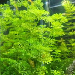 Aquarium Plants