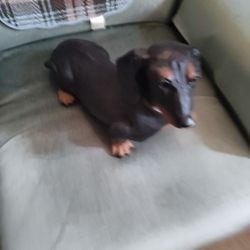 Collectible Dogs. Price Each.