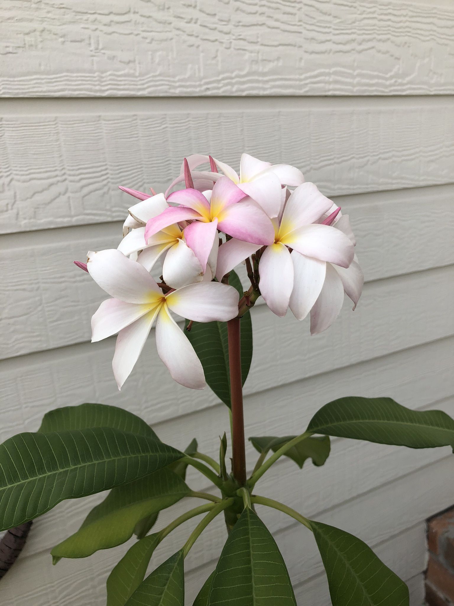 Plumeria plants