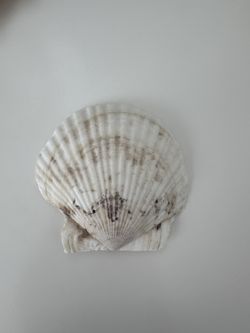 Scallop Shell #13