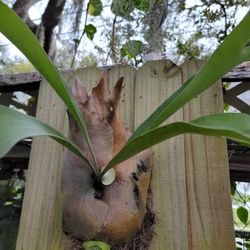 Staghorn Fern Plant 