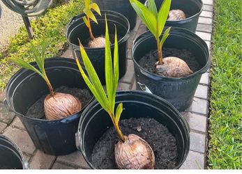 Florida coconut palm tree